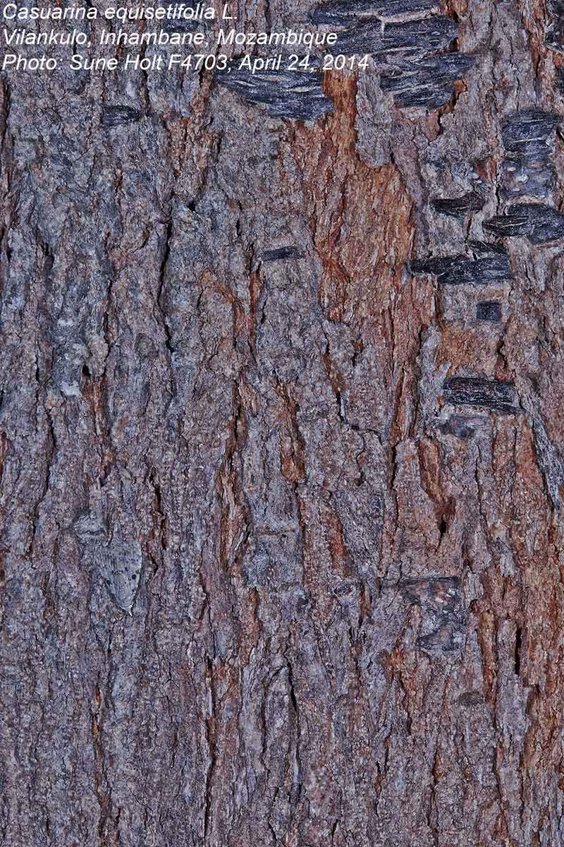 Casuarina equisetifolia