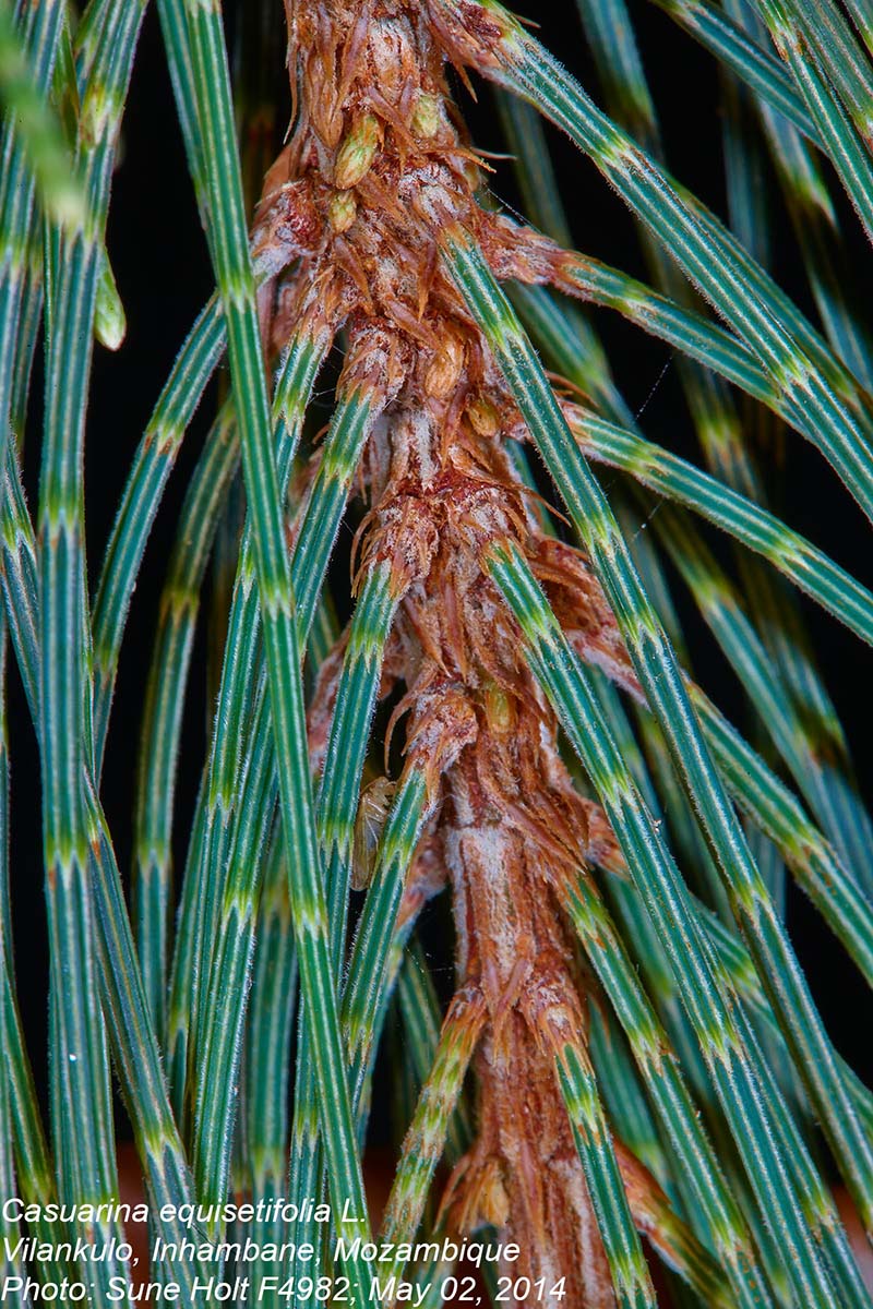 Casuarina equisetifolia