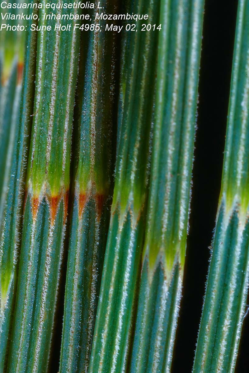 Casuarina equisetifolia