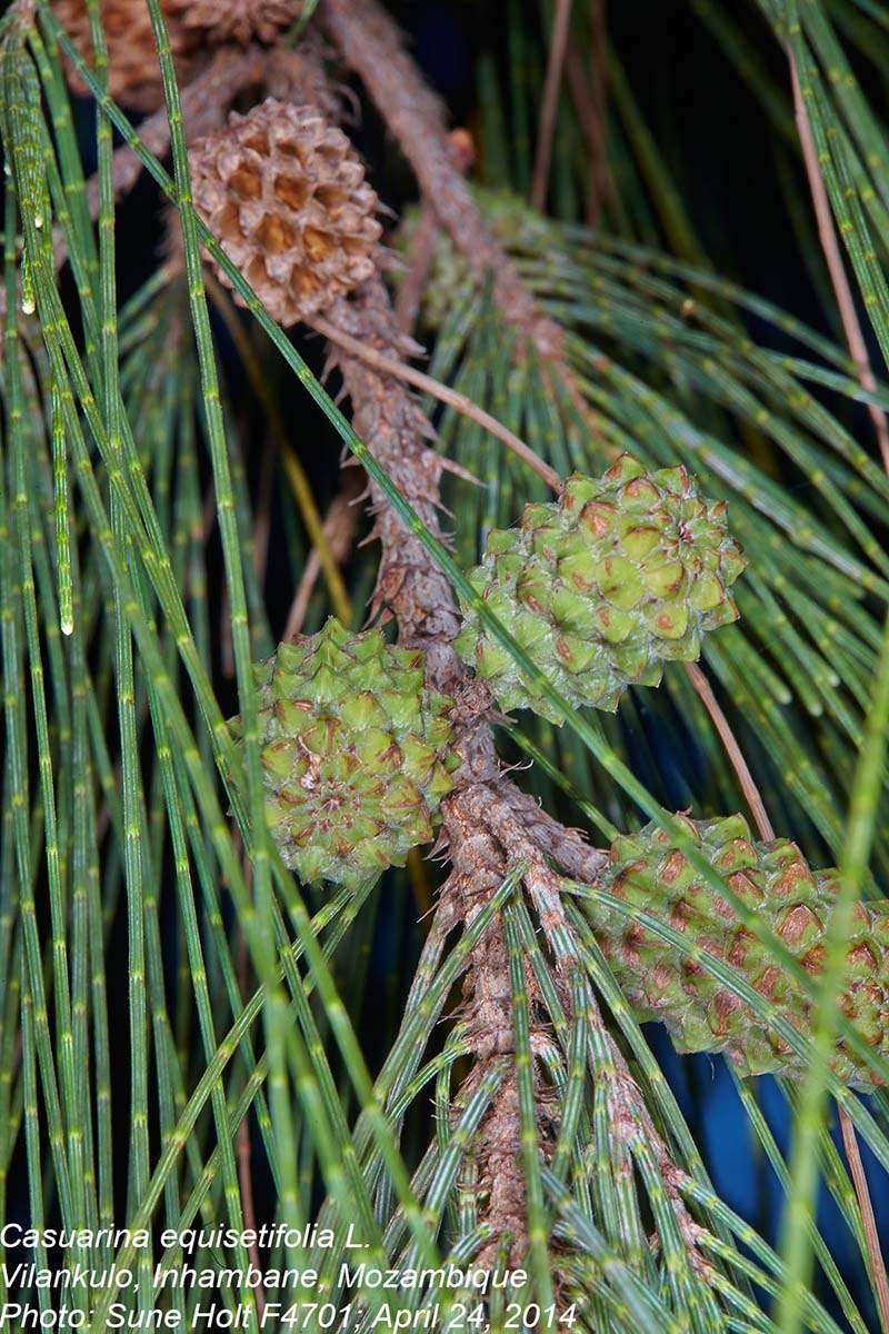 Casuarina equisetifolia