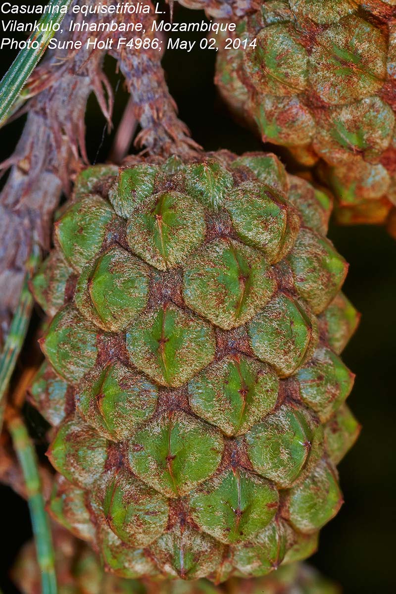 Casuarina equisetifolia