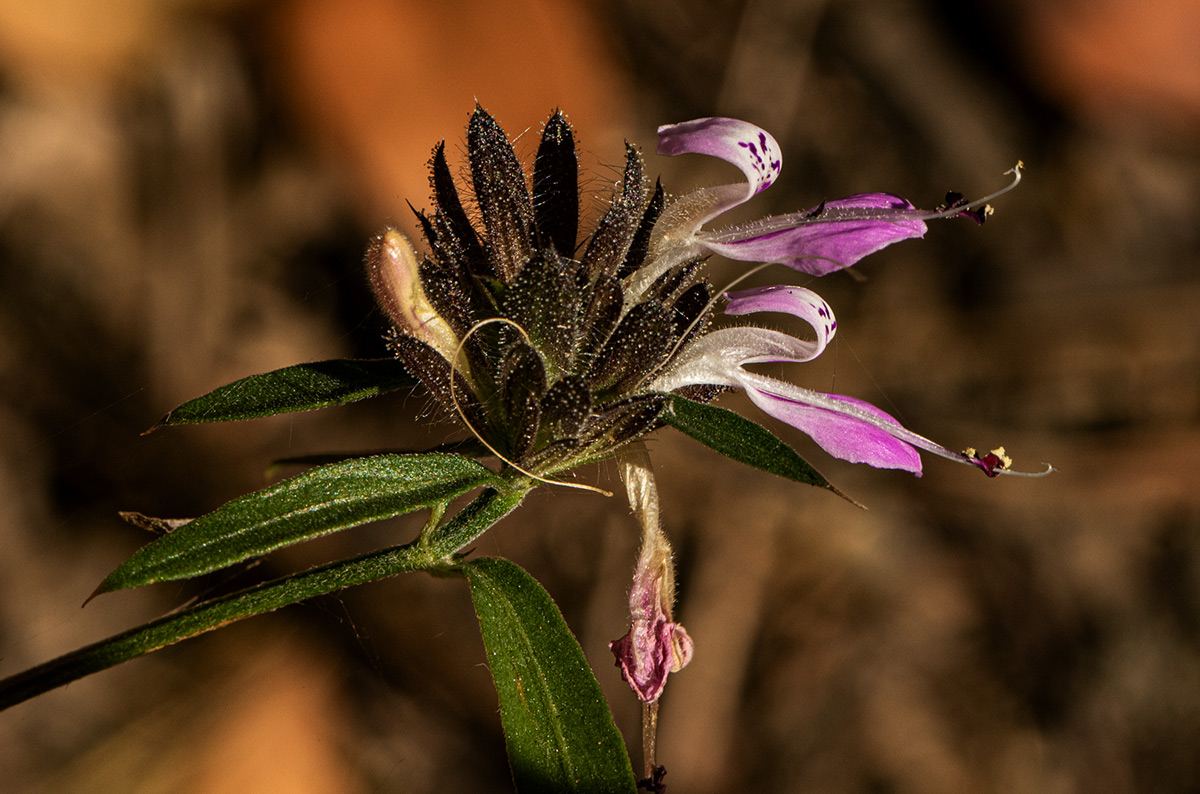 Dicliptera carvalhoi subsp. carvalhoi