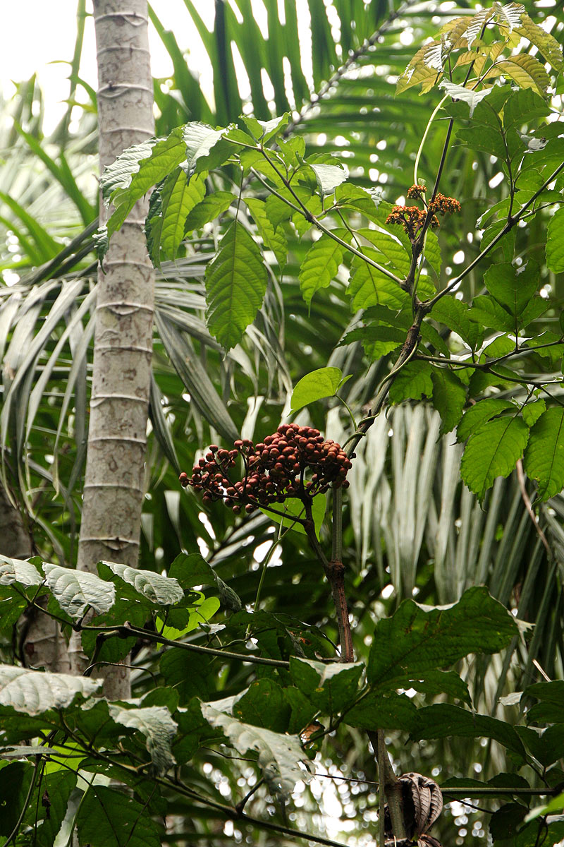 Leea guineensis