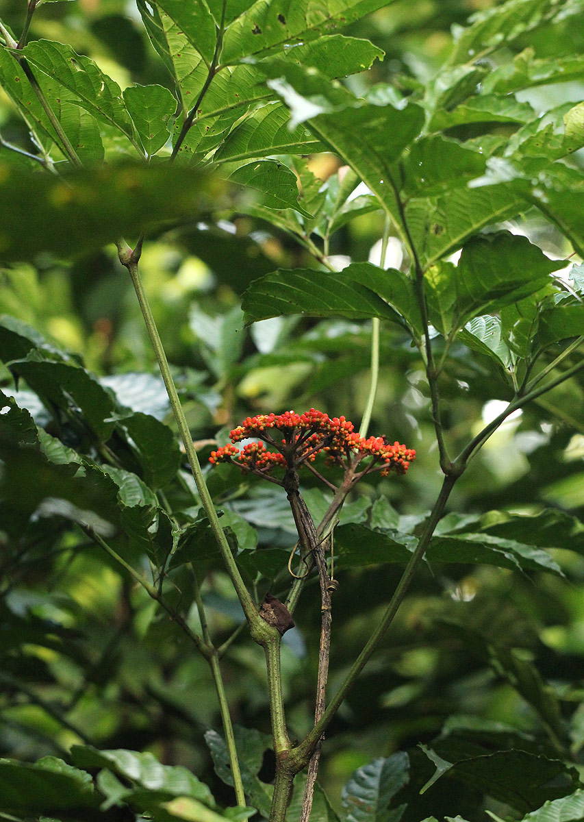 Leea guineensis