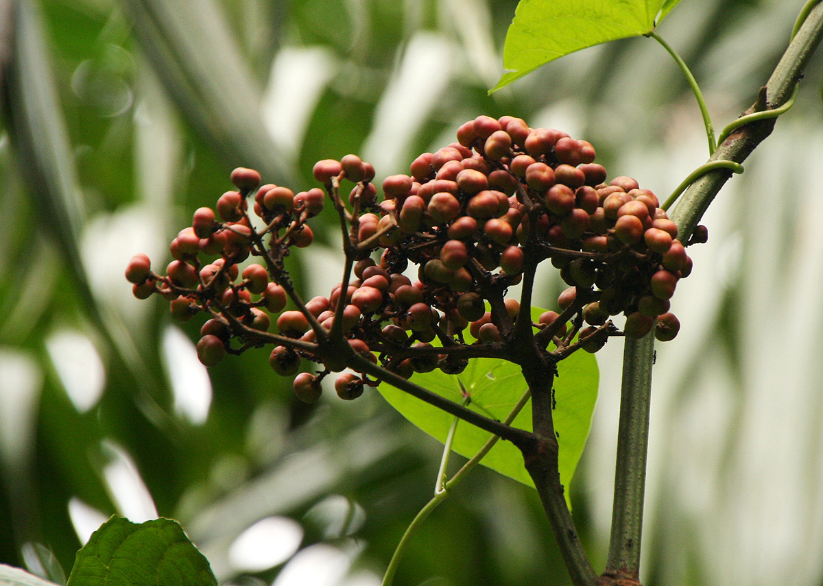 Leea guineensis