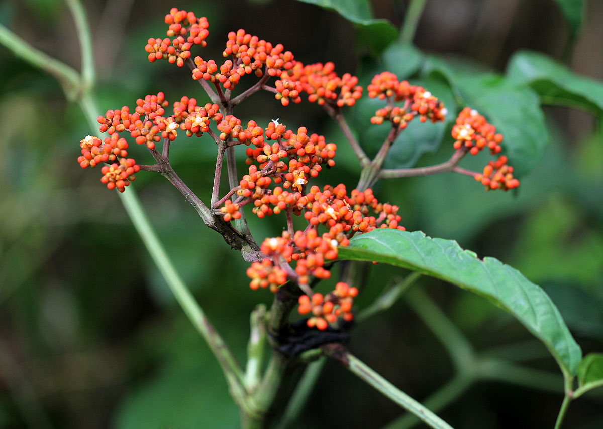 Leea guineensis