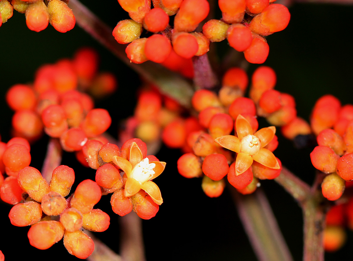 Leea guineensis