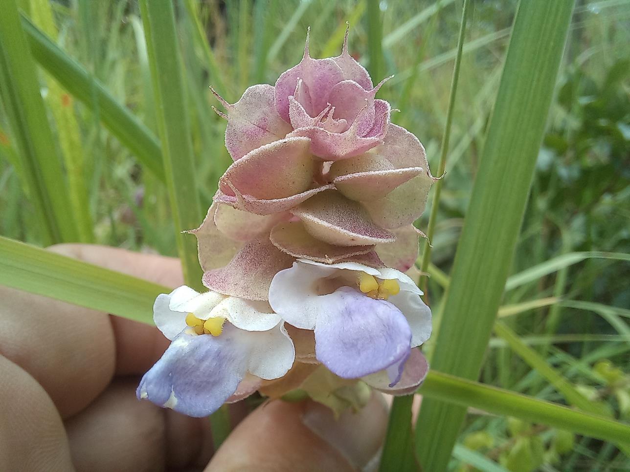 Tinnea apiculata