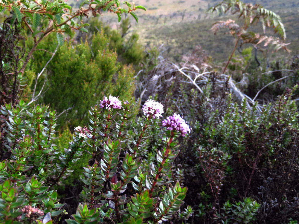 Hedythyrsus thamnoideus