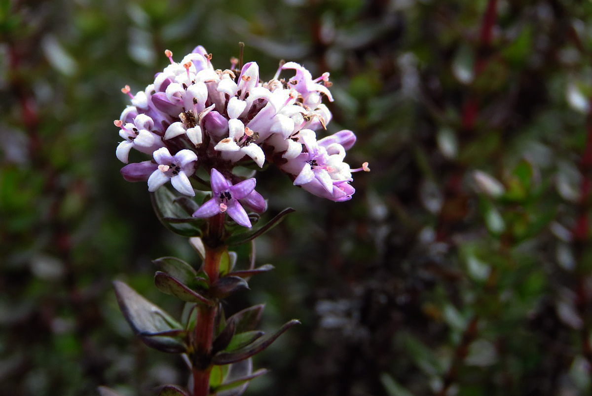 Hedythyrsus thamnoideus