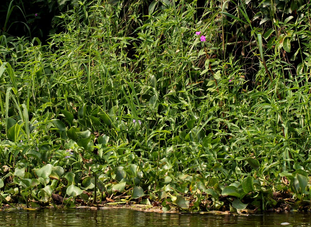 Impatiens irvingii