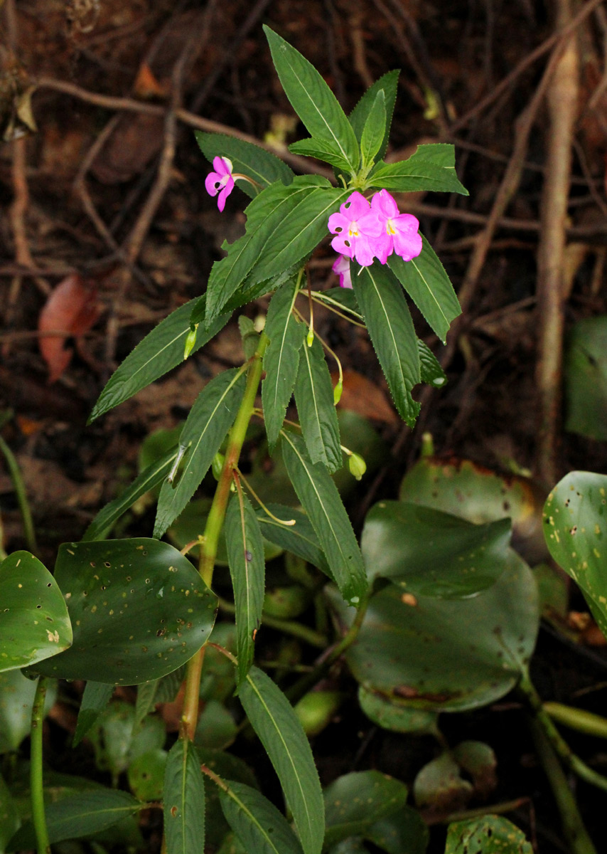 Impatiens irvingii