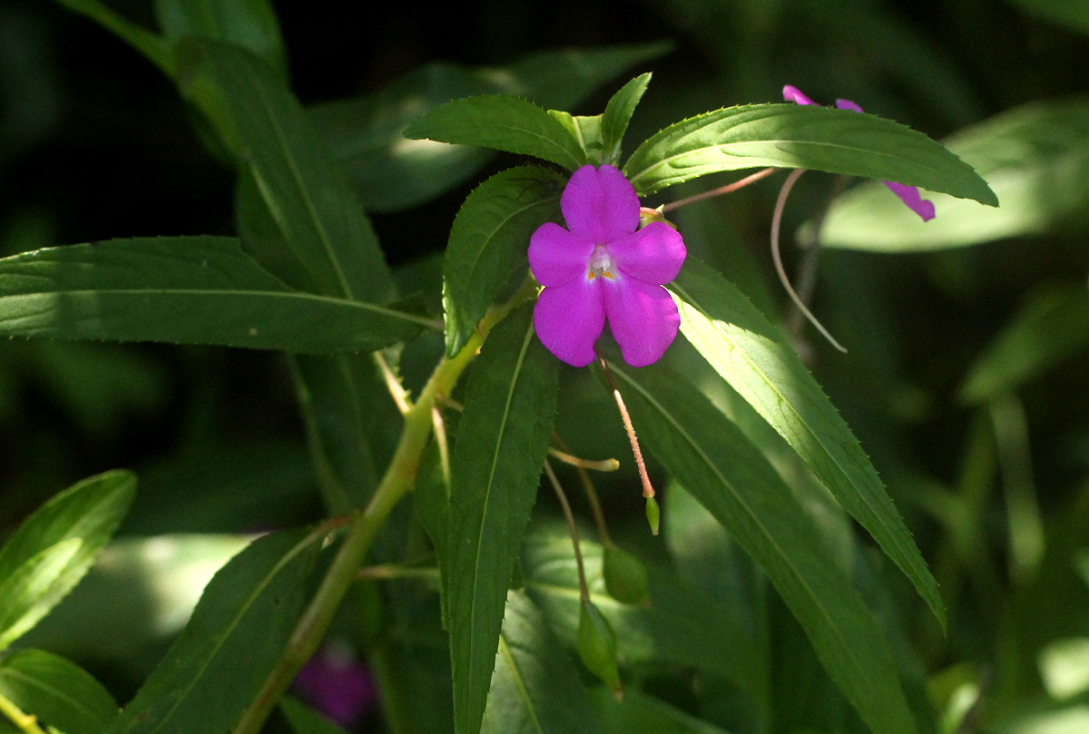 Impatiens irvingii