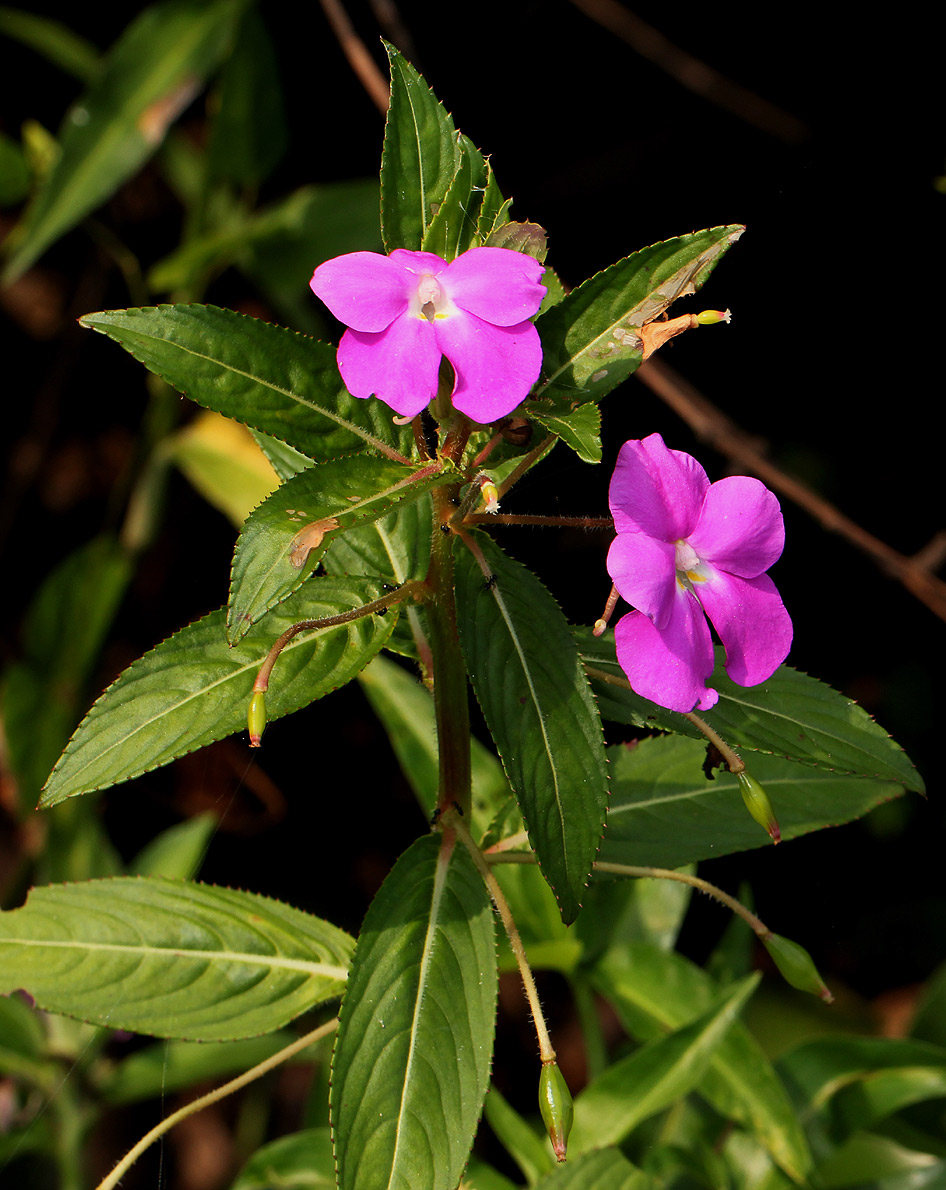 Impatiens irvingii