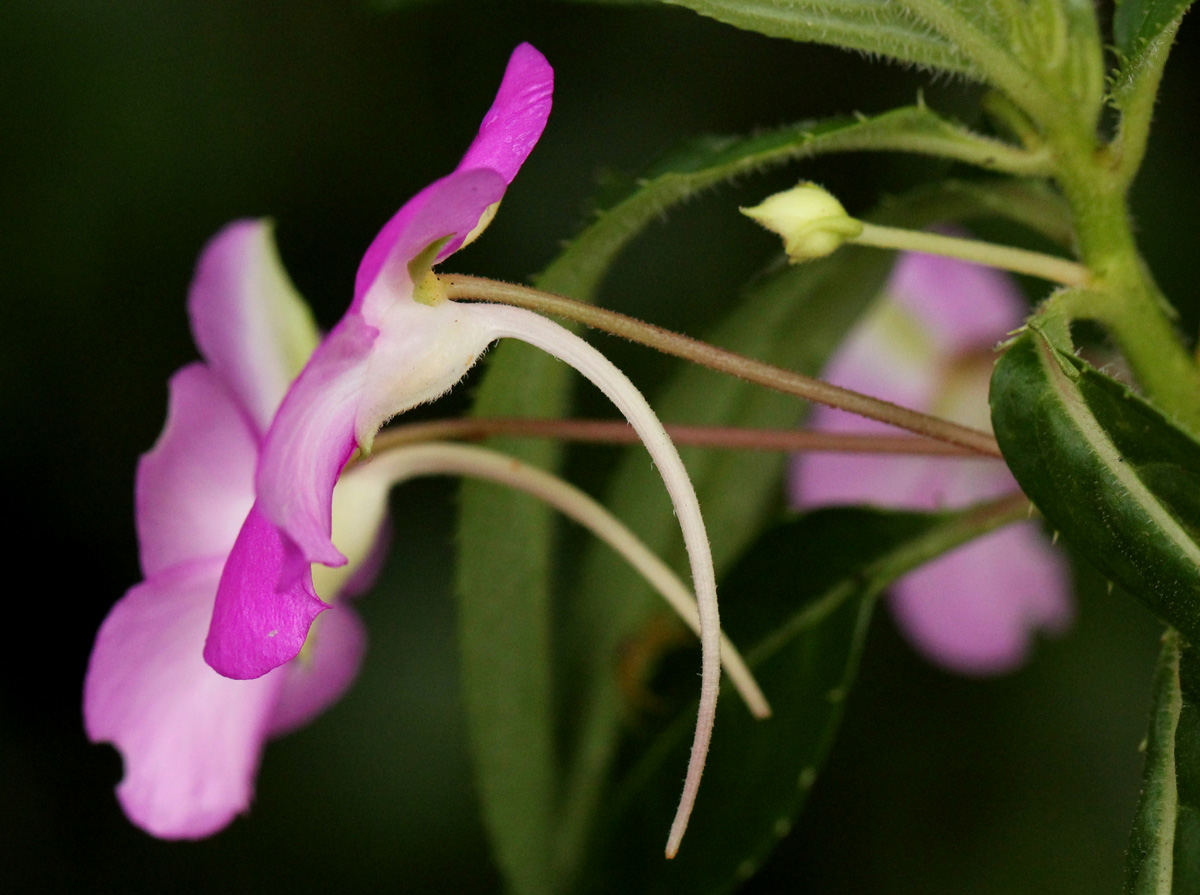 Impatiens irvingii