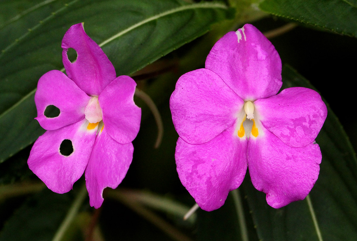 Impatiens irvingii