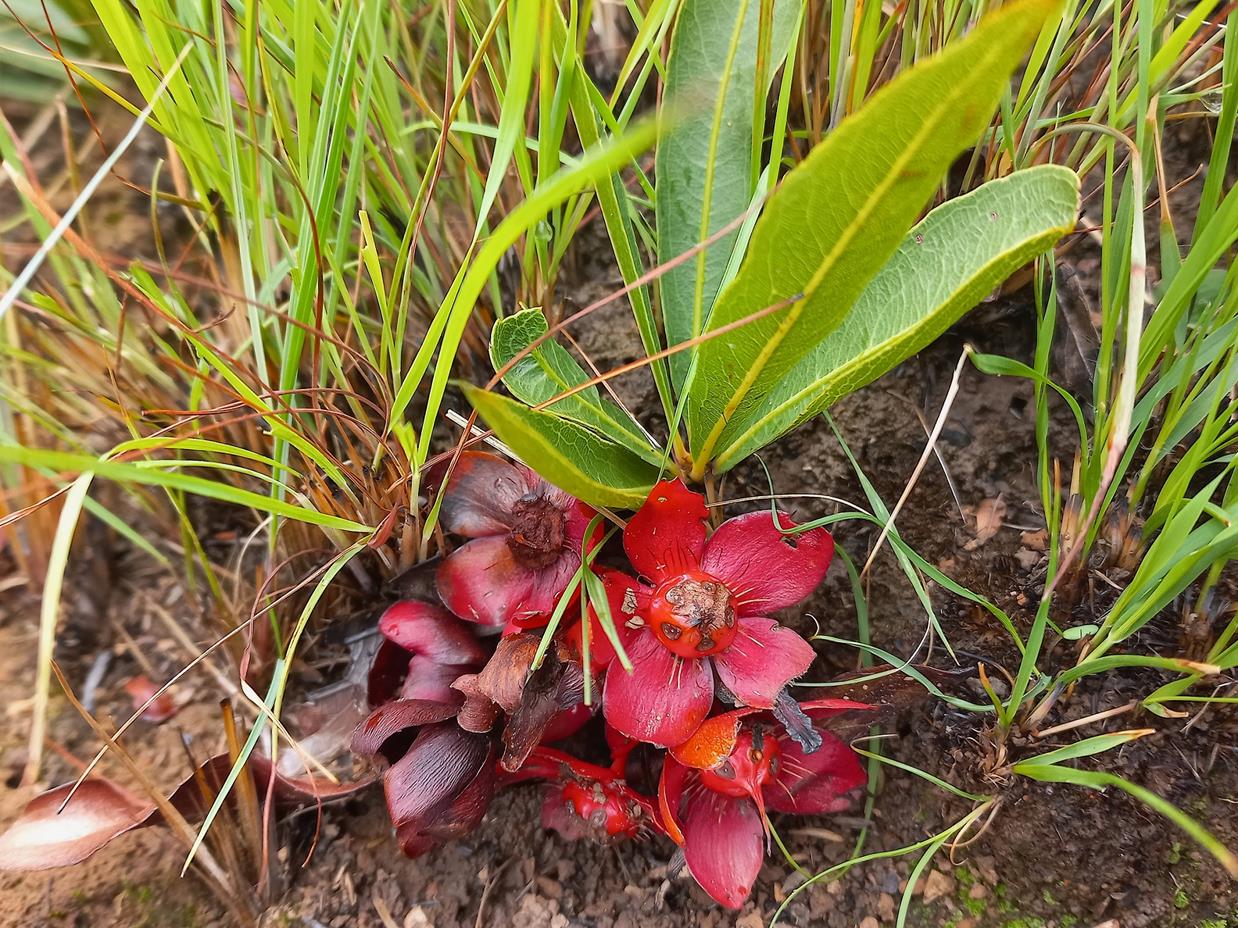 Ochna katangensis