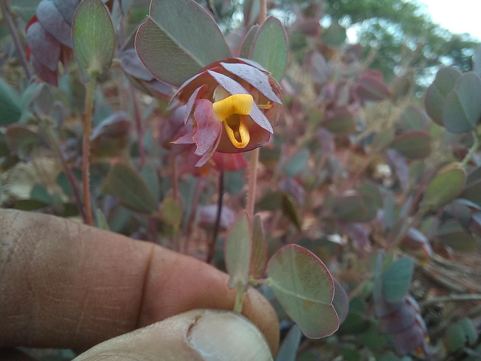 Humularia elisabethvilleana