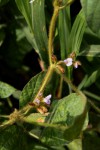 Calopogonium mucunoides