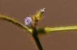 Calopogonium mucunoides