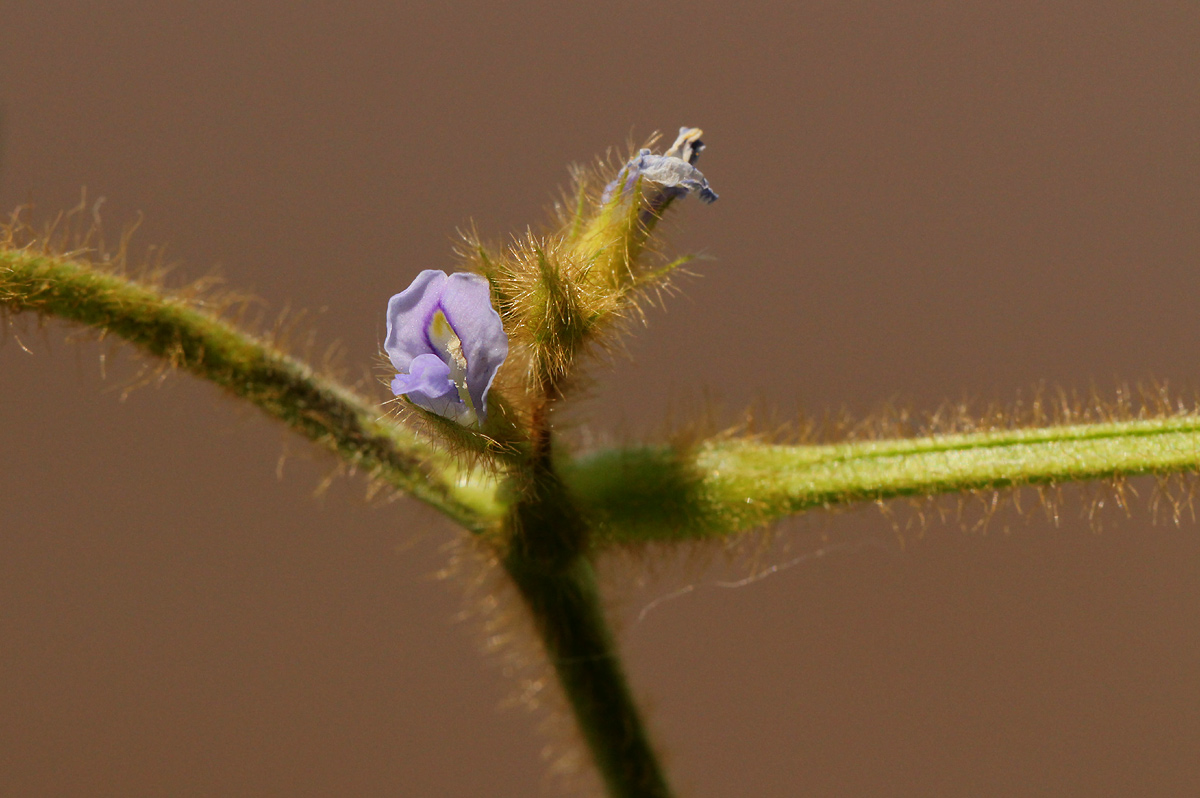 Calopogonium mucunoides