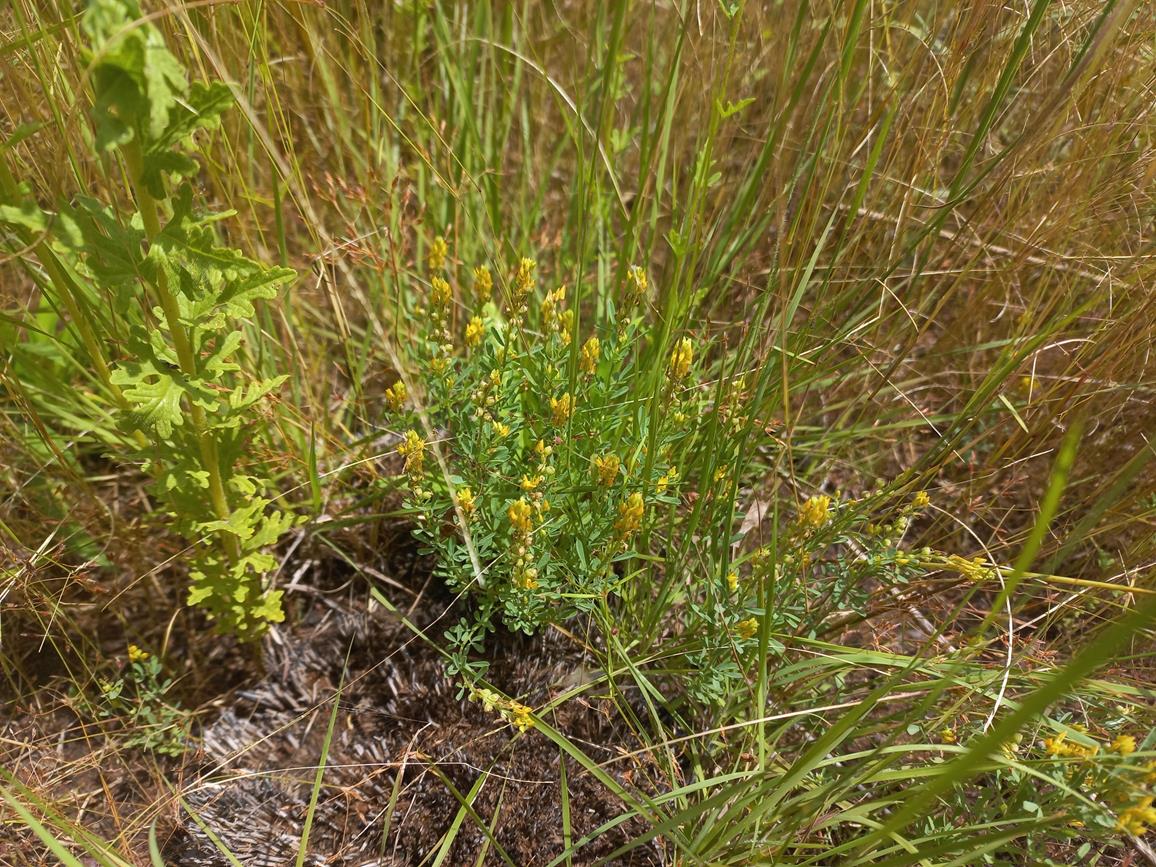 Crotalaria parvula