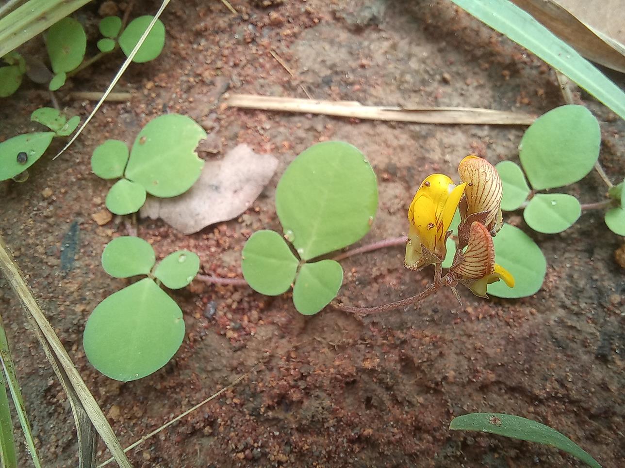 Crotalaria sertulifera