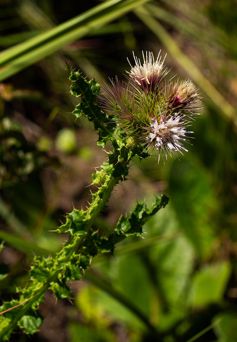 Carduus nyassanus