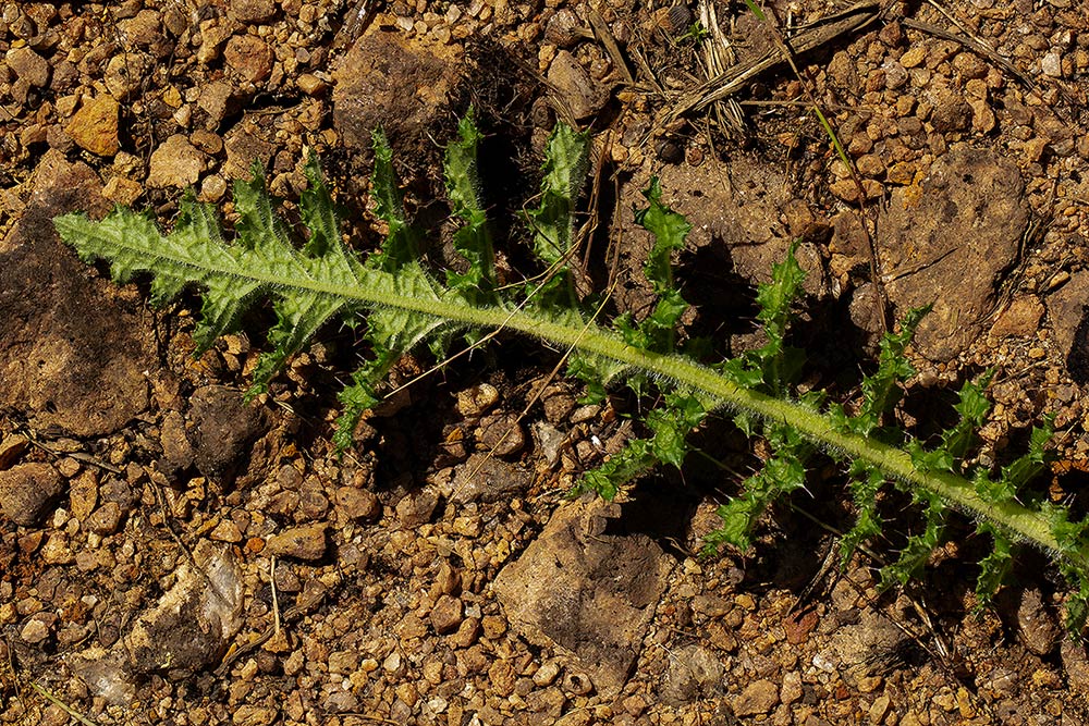 Carduus nyassanus