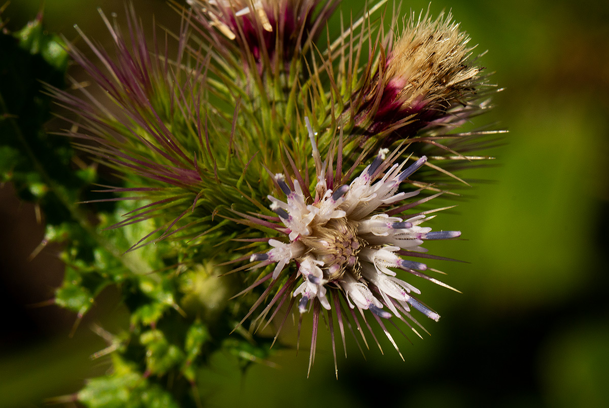 Carduus nyassanus