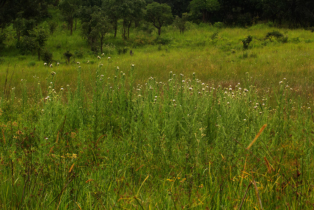 Cirsium  buchwaldii