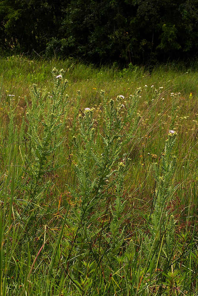 Cirsium  buchwaldii