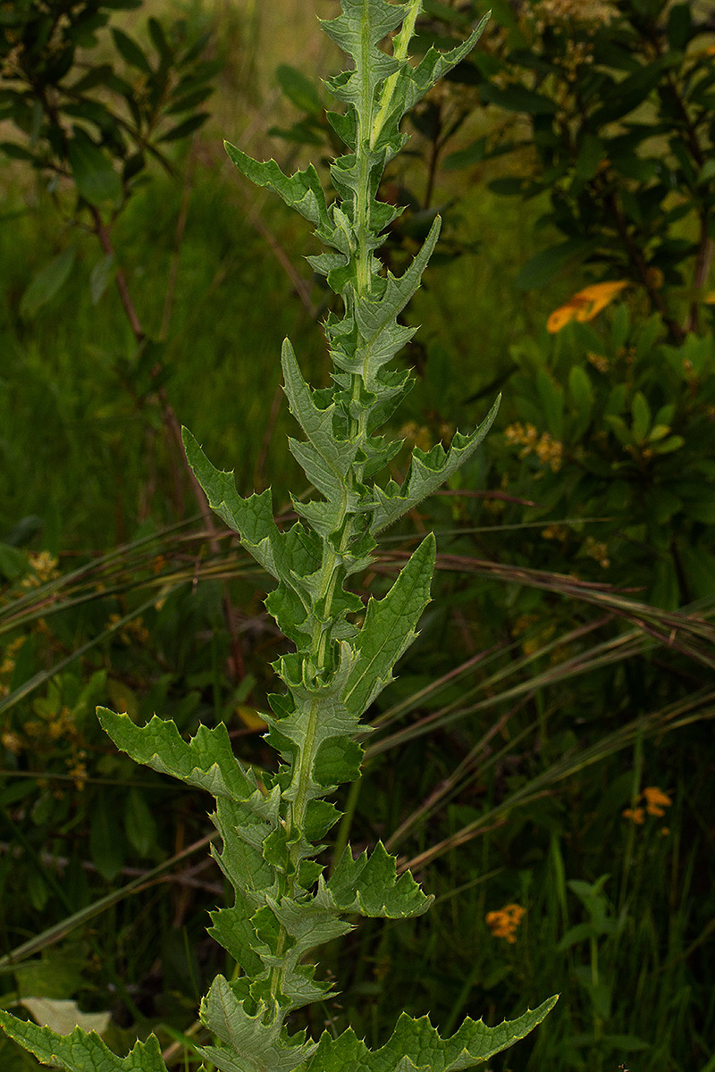 Cirsium  buchwaldii