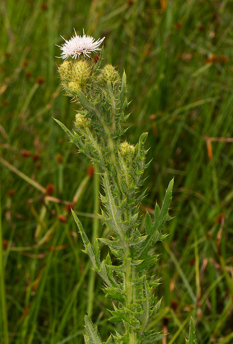 Cirsium  buchwaldii