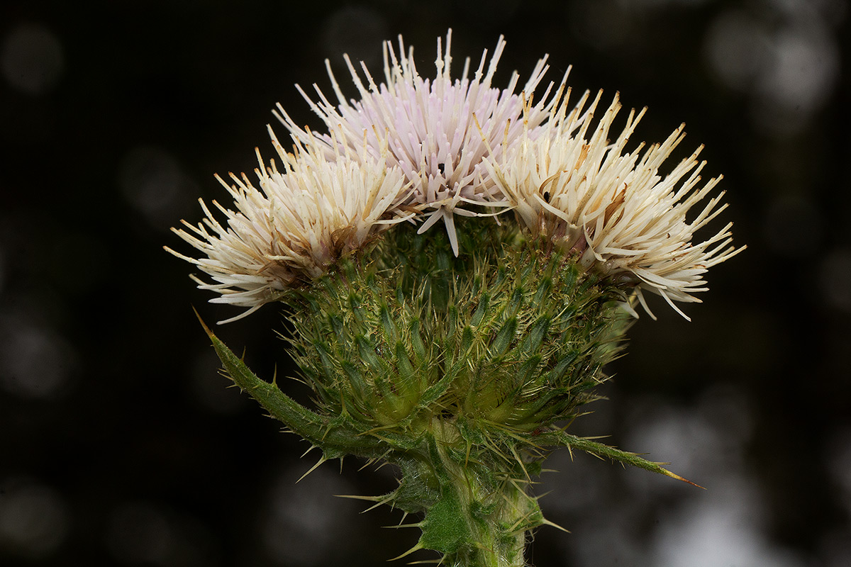 Cirsium  buchwaldii