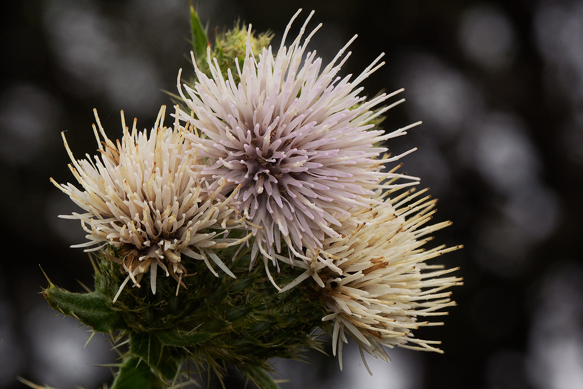 Cirsium  buchwaldii