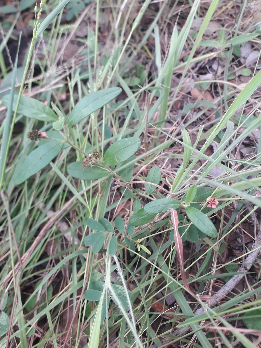 Indigofera polysphaera