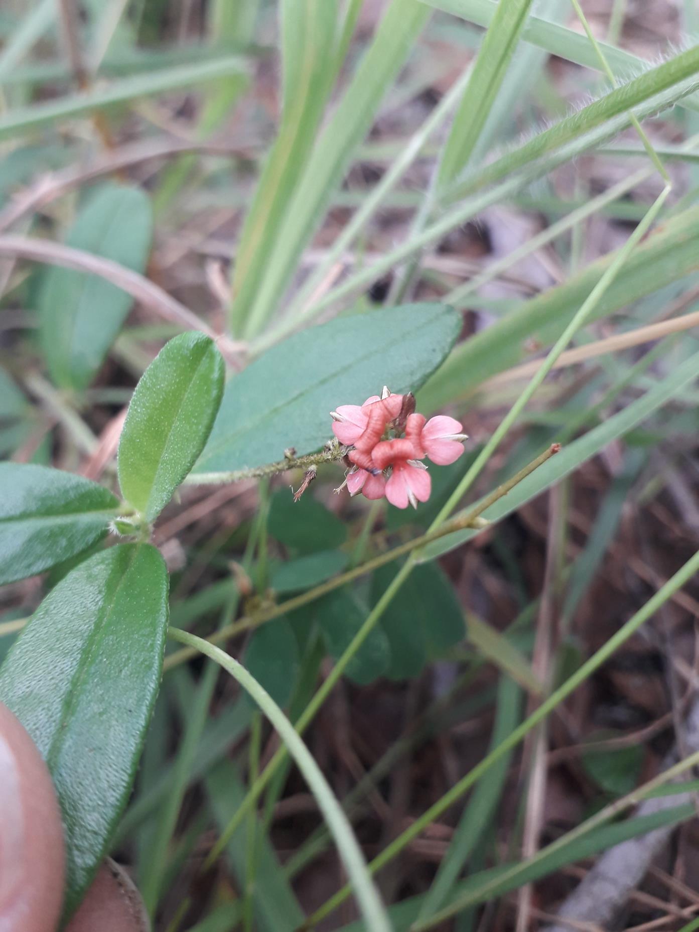 Indigofera polysphaera