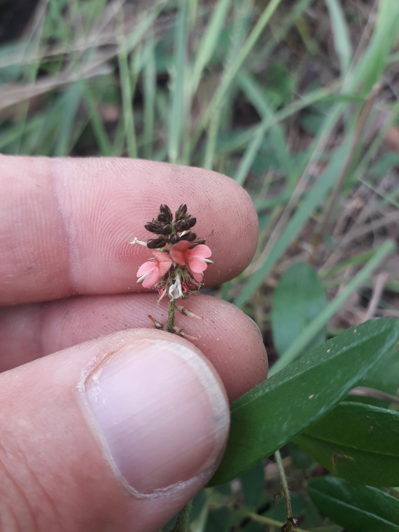 Indigofera polysphaera