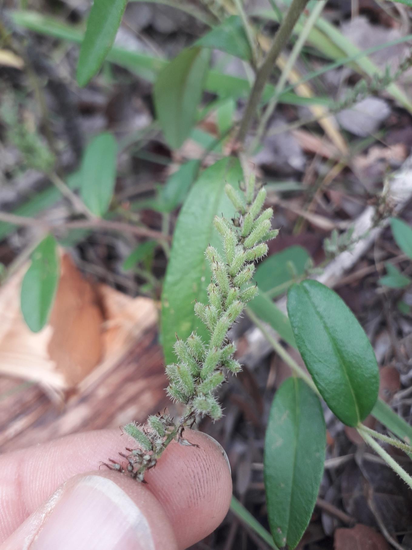 Indigofera polysphaera