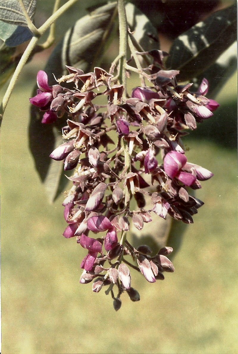 Philenoptera katangensis