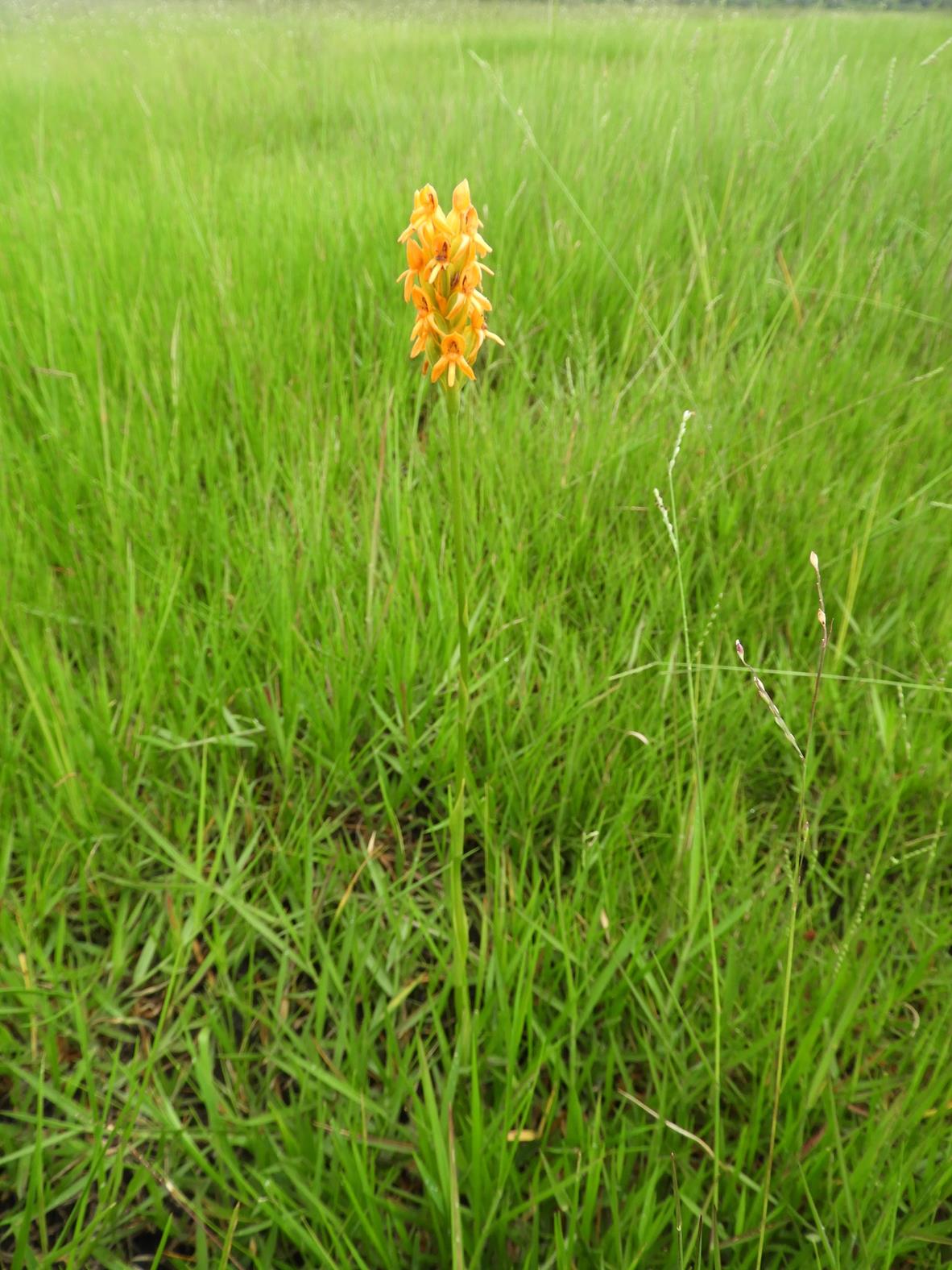 Platycoryne guingangae