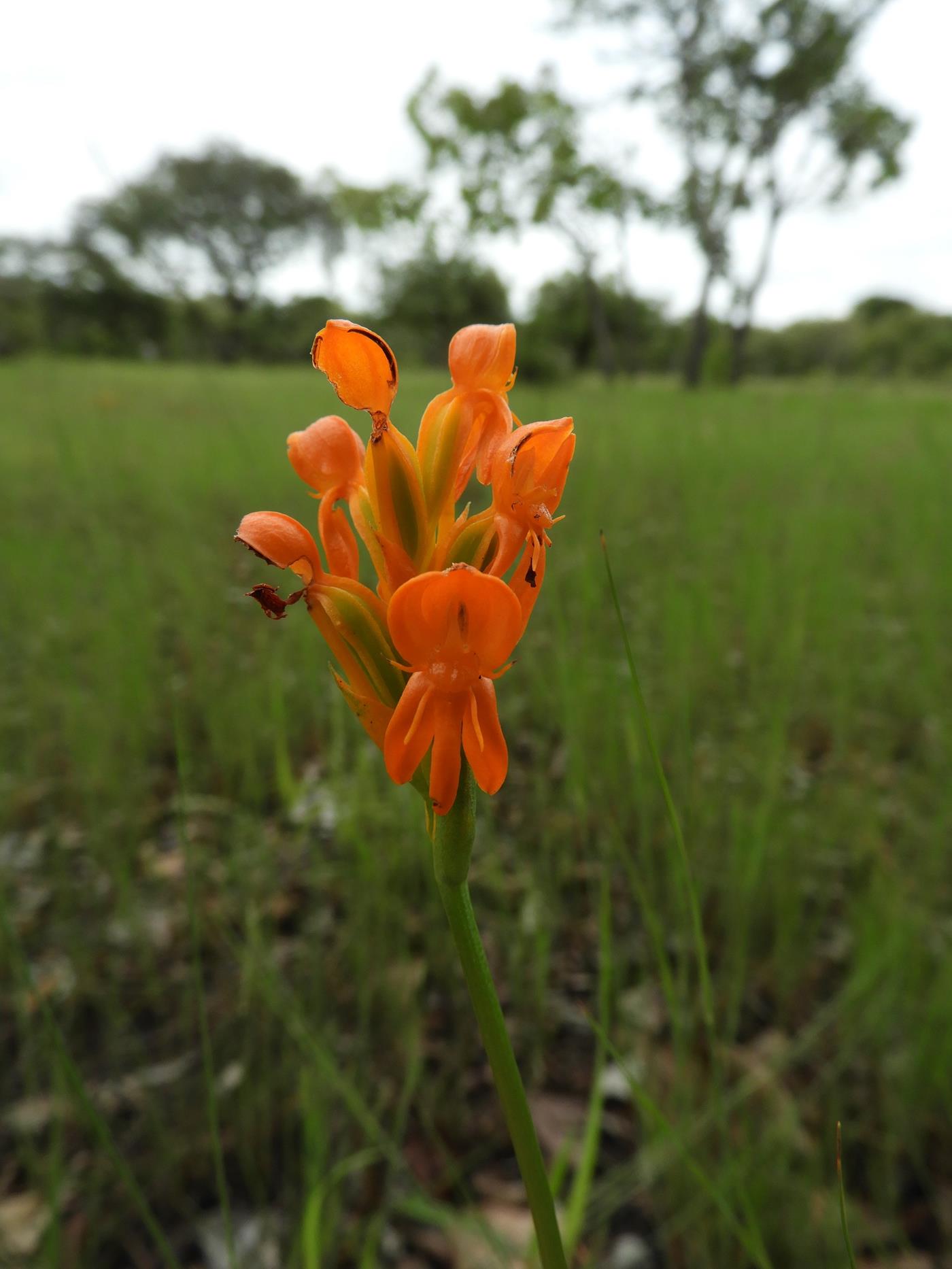 Platycoryne guingangae