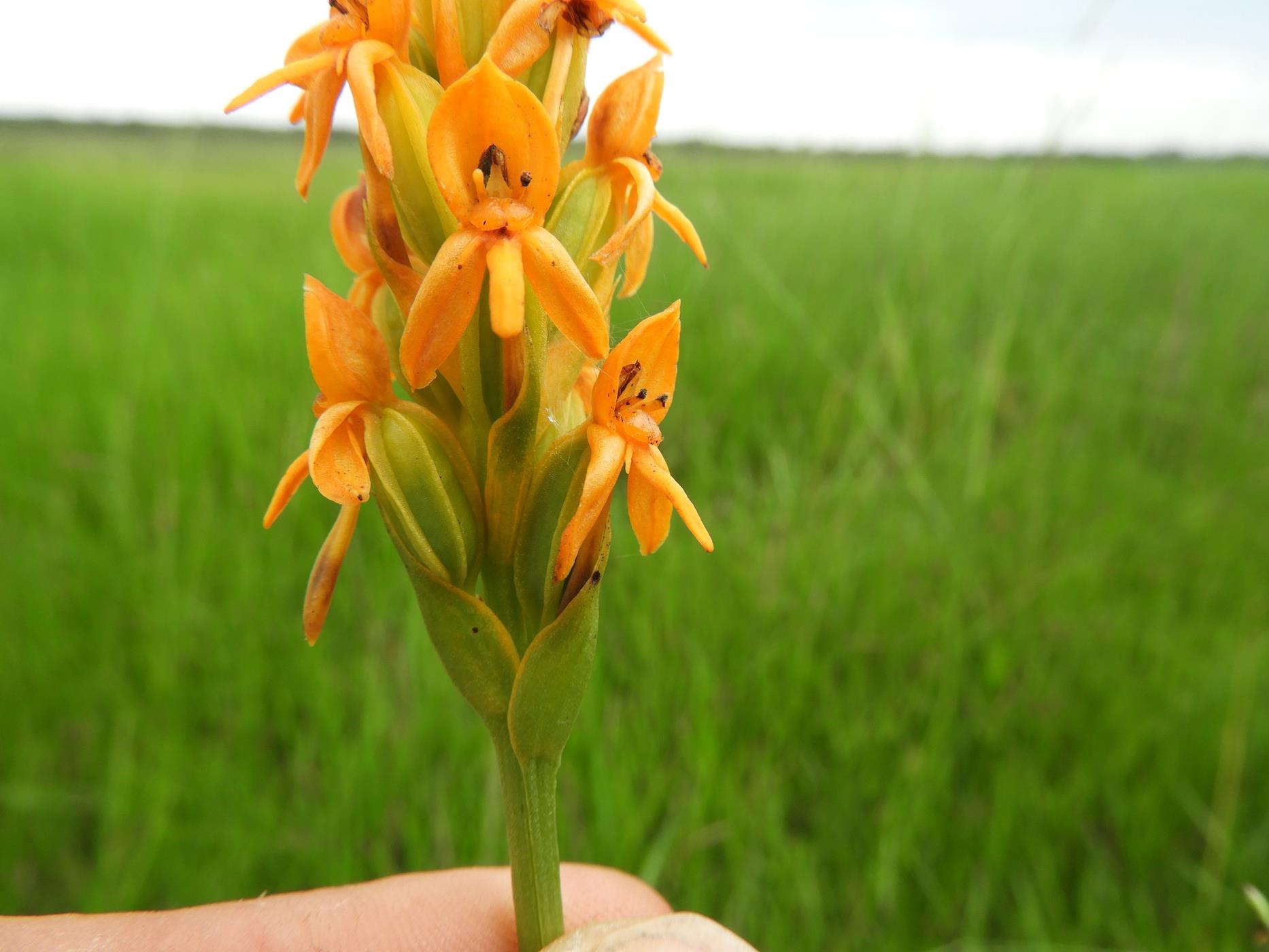 Platycoryne guingangae