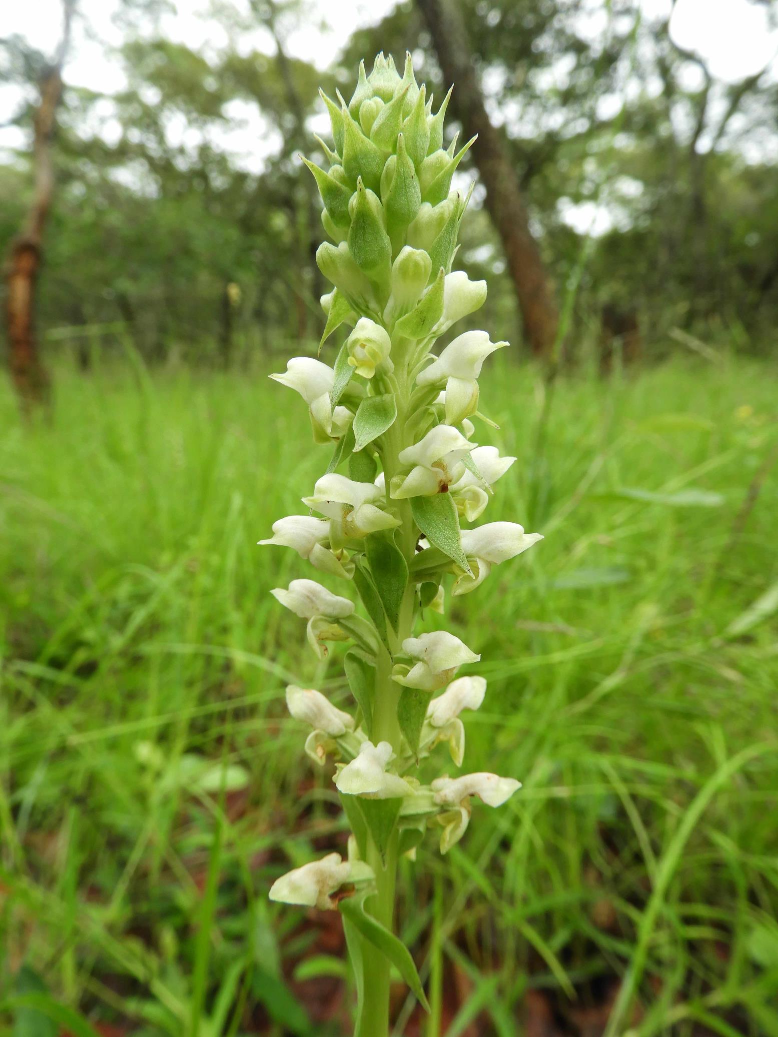 Satyrium amblyosaccos