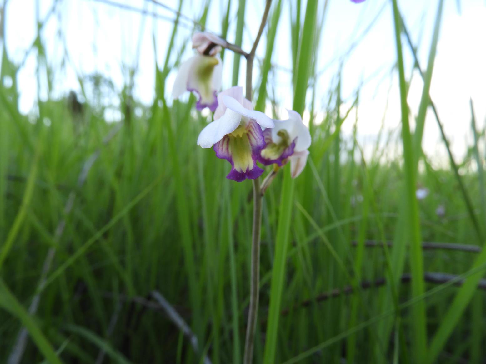 Eulophia calantha