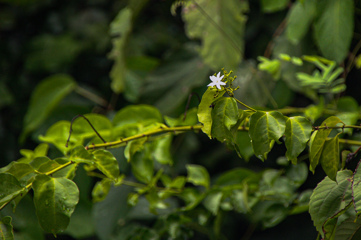 Jasminum dichotomum