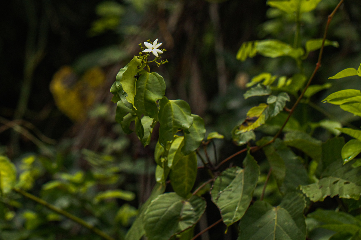 Jasminum dichotomum