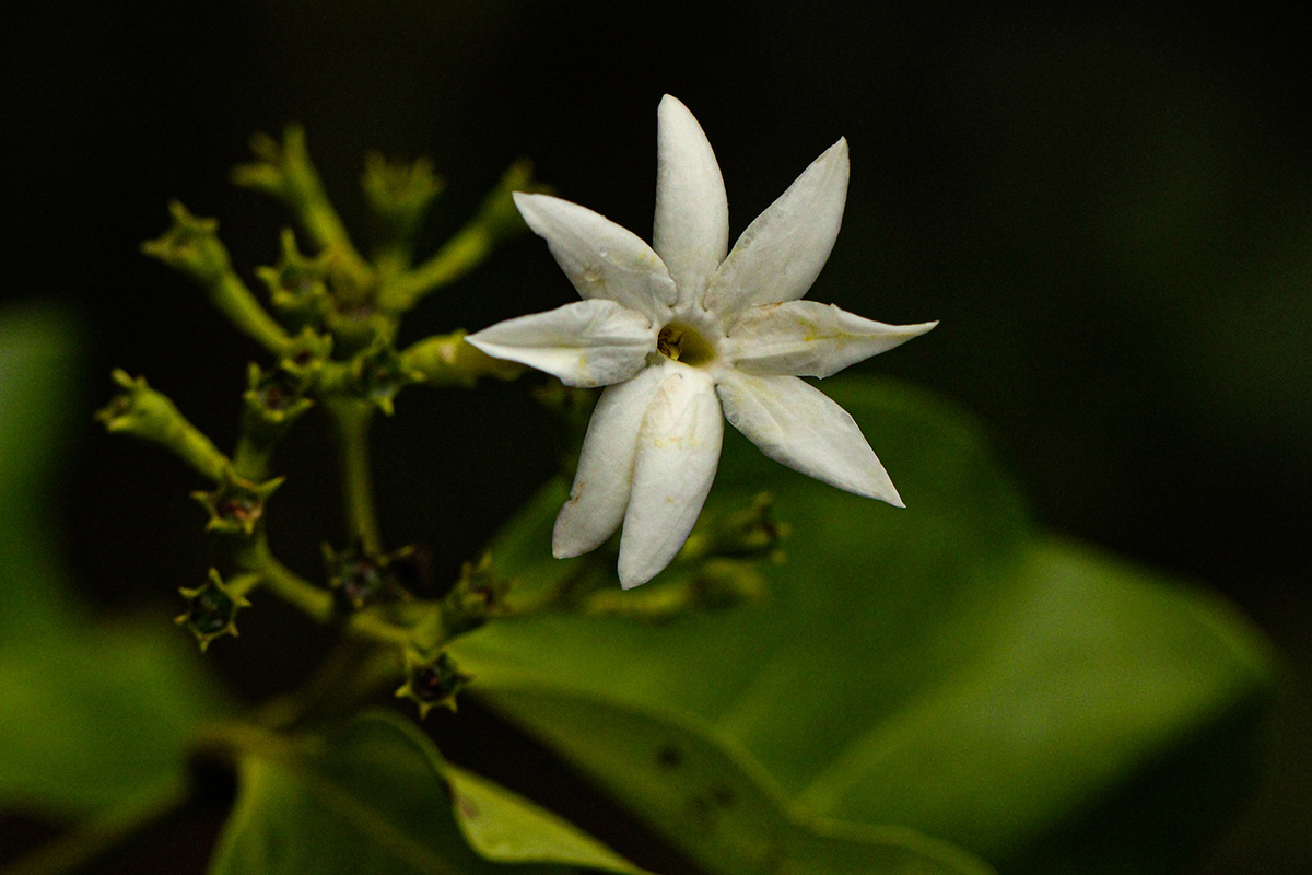 Jasminum dichotomum