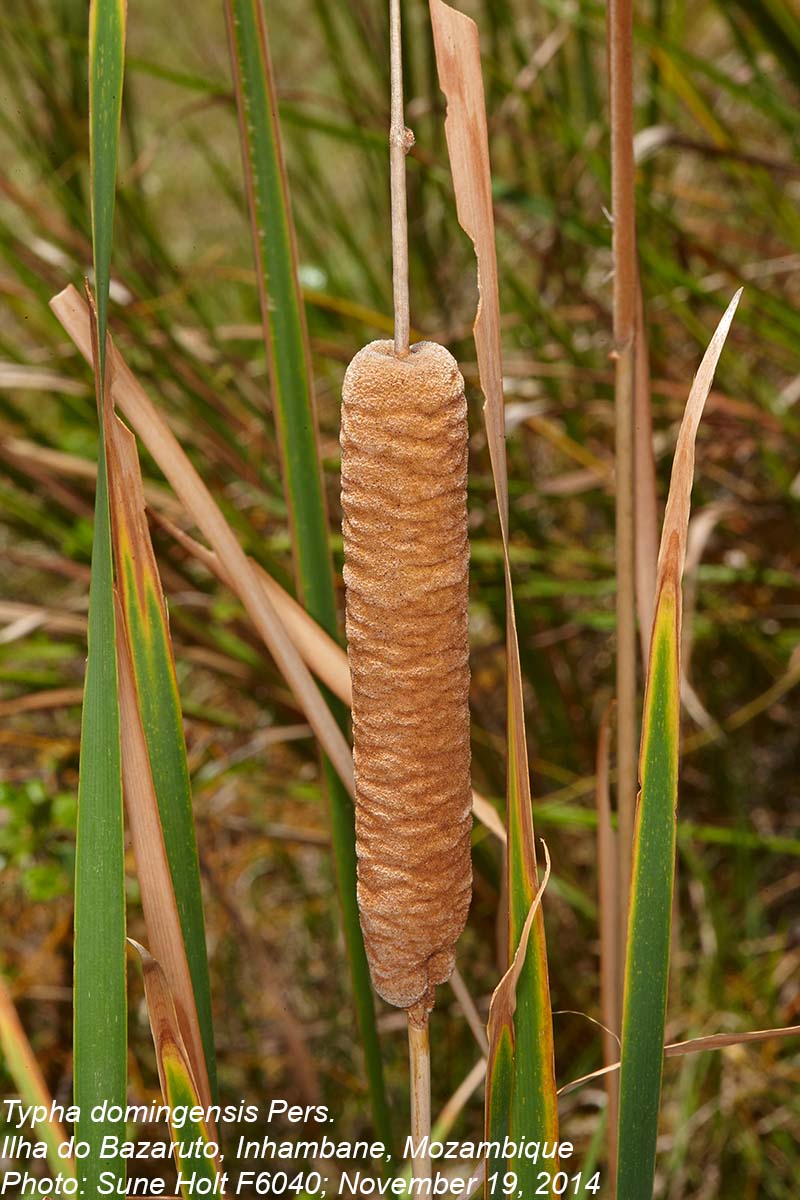 Typha domingensis